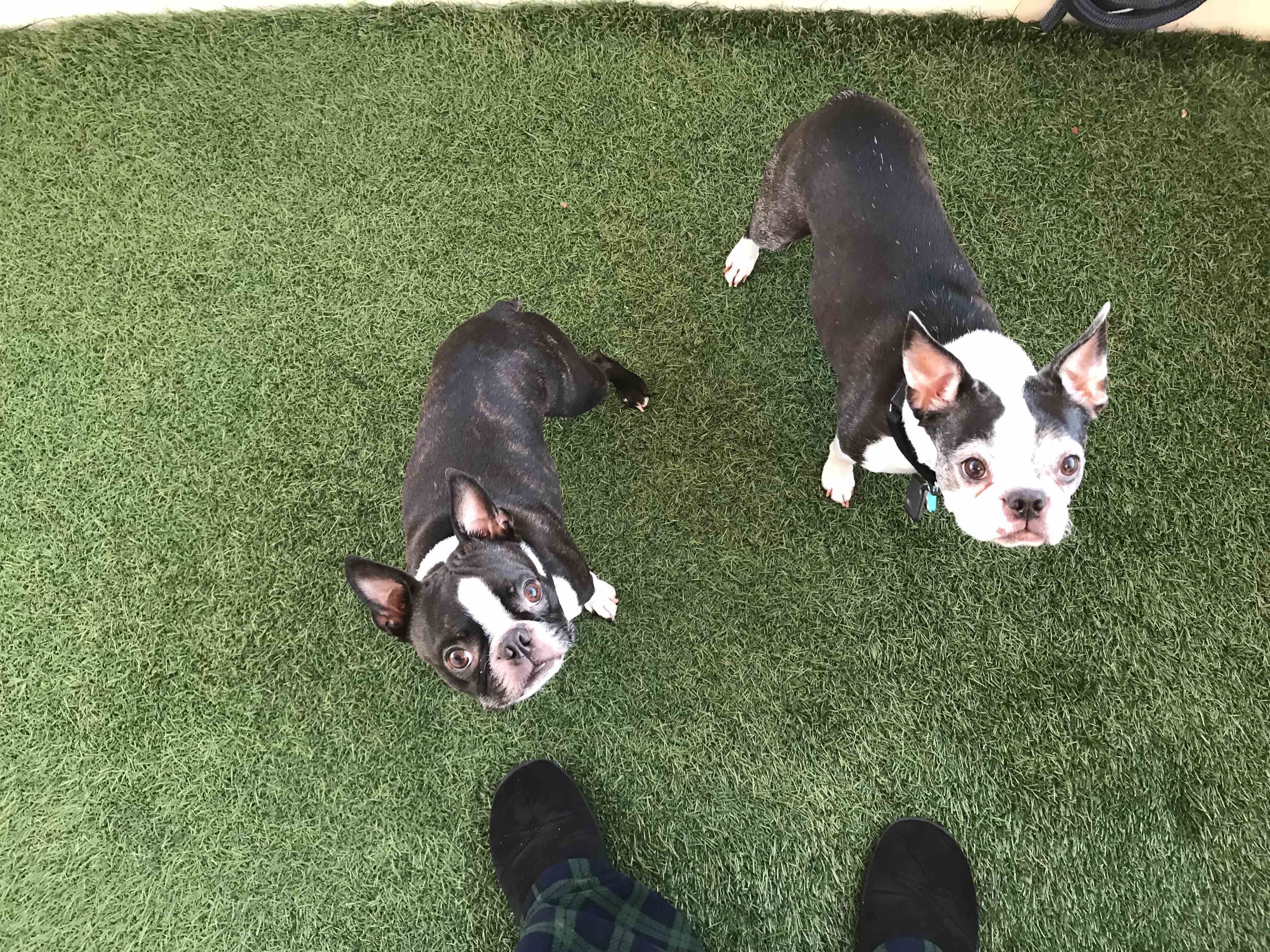 Happy Brody Cockpit Grass