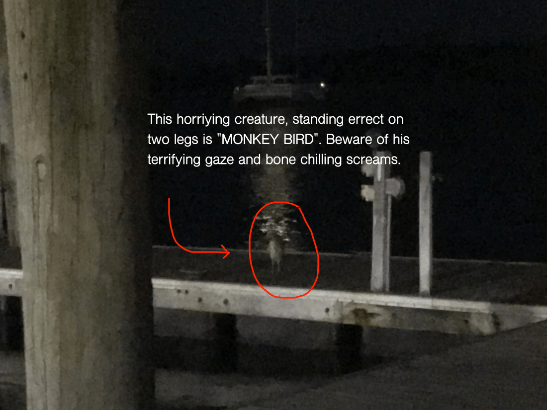 Monkey Bird Standing.png