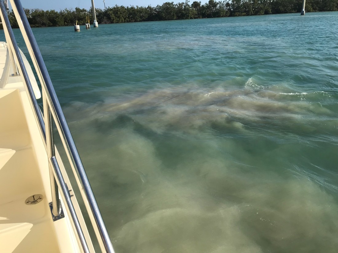 11 Set Anchor Shallow