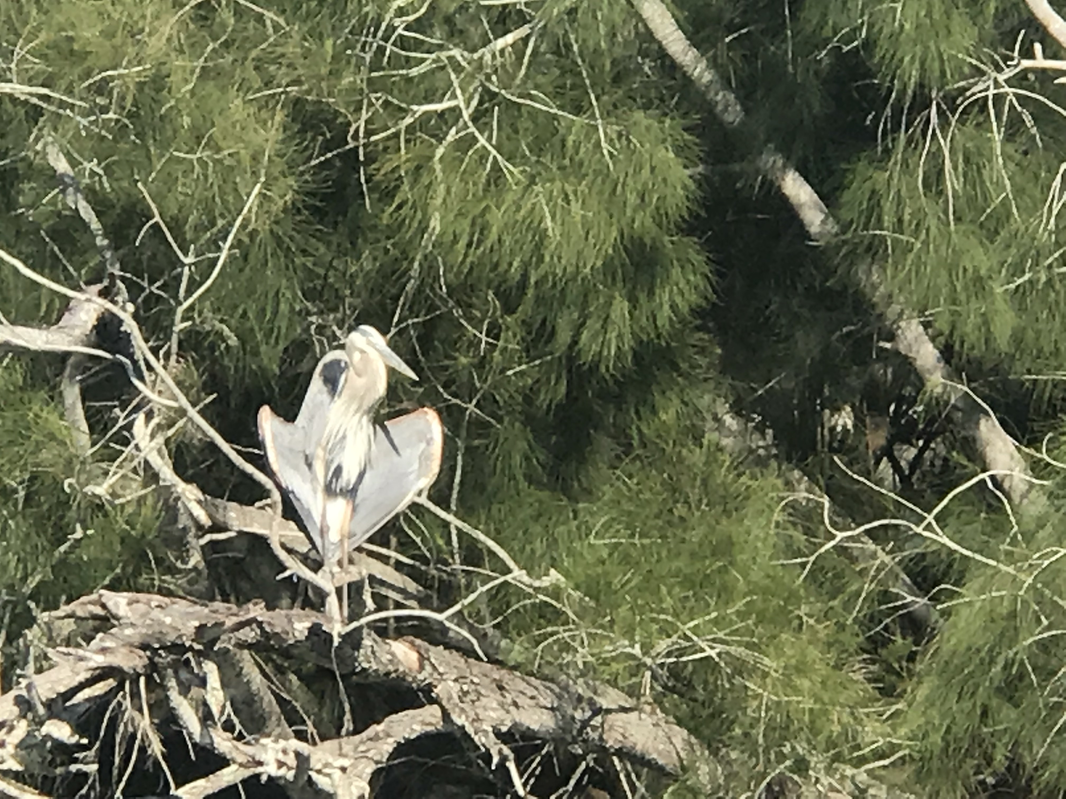 Haulover Canal Flasher Bird